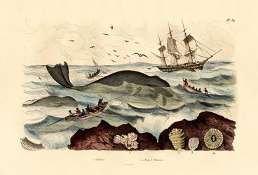 Wieloryb, 1833-39